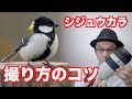 【野鳥撮影】シジュウカラの撮り方・設定のコツ【作例解説】