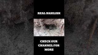 The grotesque birth of a legendary monster 🐍🥚