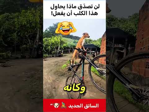 لن تصد ق ماذا يحاول هذا الكلب أن يفعل