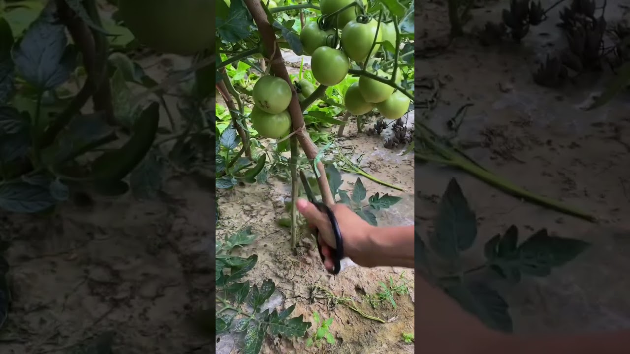 Tamatar ke pattiyon katai karne ki Sahi tarika