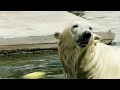 Terpey(Yakut) the Polar Bear in the water, to keep out the summer heat, at Rostov-on-Don Zoo, Russia