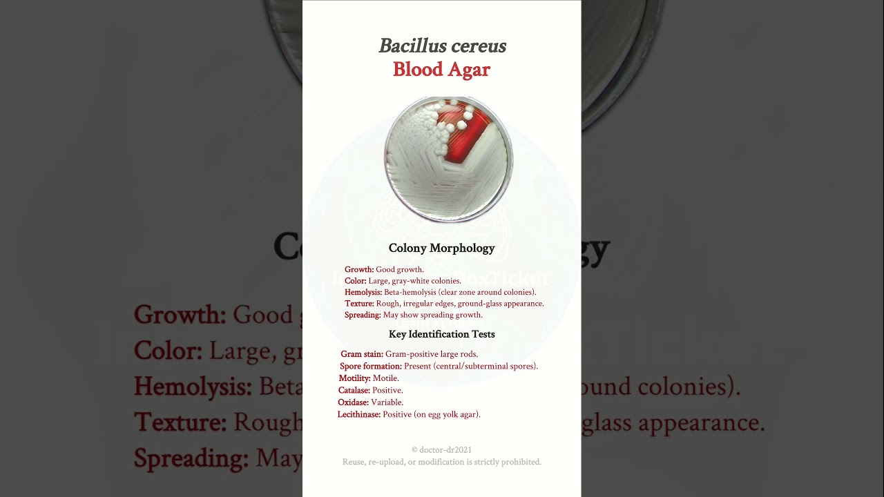 Bacillus cereus на кровяном агаре 