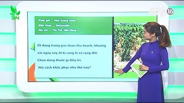 Khắc phục cây ớt bị rụng quả, rụng đốt