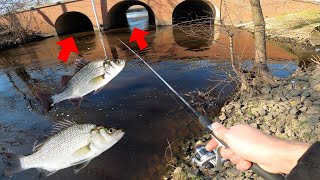 Delaware White Perch Run! (Spring 2021)