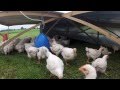 5 1/2 Week old Meat chickens