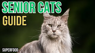 Caring for Your Aging CAT. Dementia, Arthritis, Food, Supplements and much more!, by Superfoods for CATS 171 views 5 days ago 9 minutes, 2 seconds