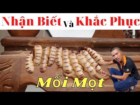 Video: Mối mọt thích loại gỗ nào?