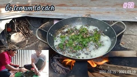 Ốc len (lá) um lá cách nước cốt dừa