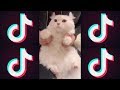 猫がYouTubeのウザい広告をやってみた【Tik Tok】