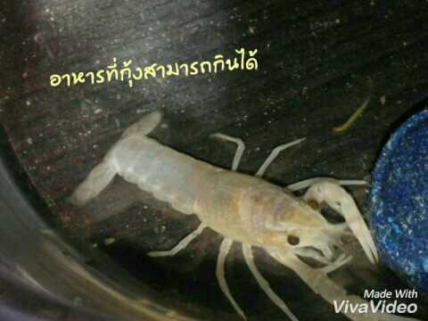 กุ้งสามารถกินอะไรได้บ้าง