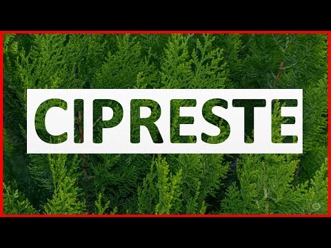 Vídeo: Cipreste Caseiro - Poda, Alimentação