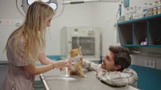 HOW TO CARE OF  YOUR CAT WELL BEING