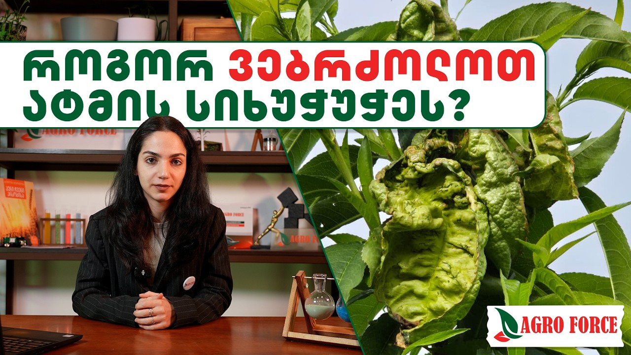 როგორ ვებრძოლოთ ატმის სიხუჭუჭეს