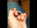 Regal Jumping Spider Juvies "Play Together"