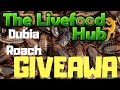 DUBIA ROACH COLONY GIVEAWAY Unboxing