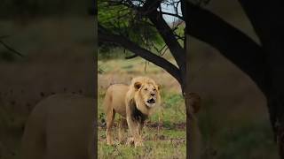 Download Lagu SINGA dalam bahasa sunda di sebut... MP3