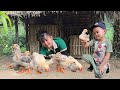 Cu bon and his mother harvest the melon garden to sell buy chicks to raise