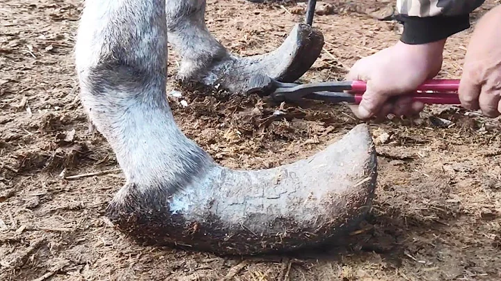 Finally freed! "Frozen solid donkey hoof" is too difficult to cut