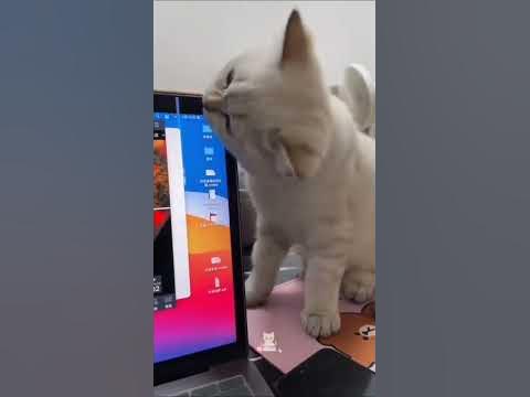 the cat broke the monitor. /кошка сломала монитор. #cat #catlover #