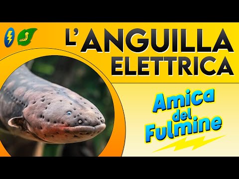 Video: Anguilla elettrica: descrizione e caratteristiche