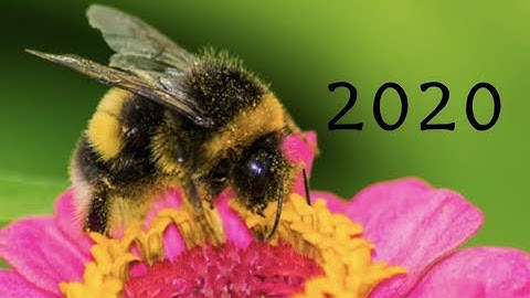 MIT Integration Bee 2020 Final Part 1