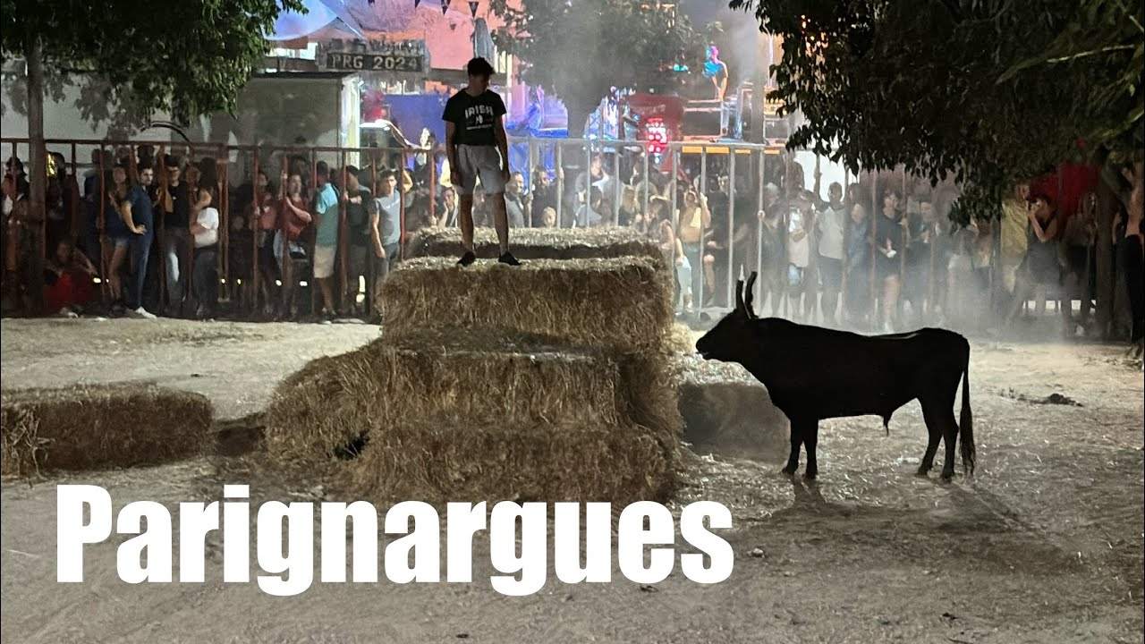 Encierro du Dimanche ➡️ Parignargues 🇫🇷 04/08/24 Manade CONTI #aficionados #tradition #bousalcarrer