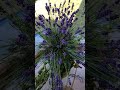 Лаванда 💐 Сотрудничество fedortsovatatyana88@mail.ru telegram@FedortsovaTatyana