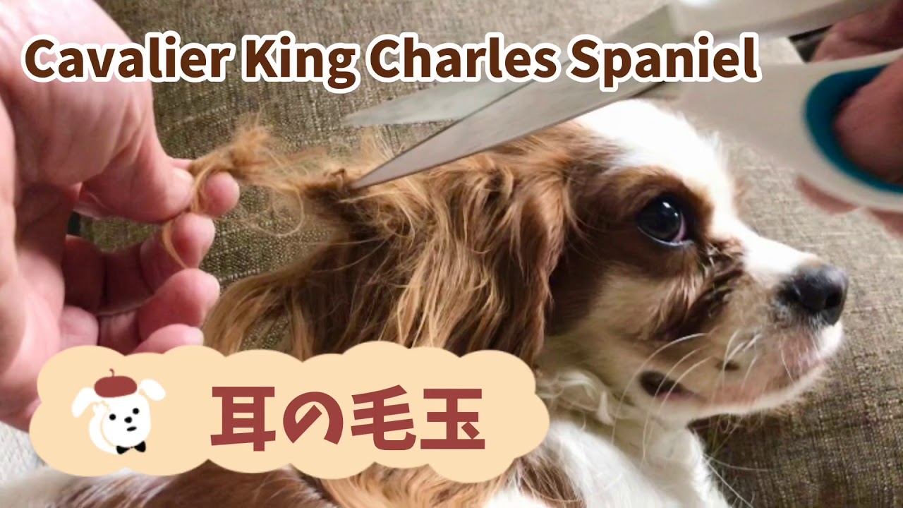 キャバリア犬 耳の毛玉がヤバイ事に Cavalier Ear Hair Youtube