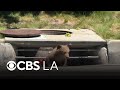 Bear cubs in Monrovia trapped in storm drain, stuck in tree
