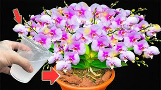 1 Cup Per Month! Orchids Grow 500 Times Faster And Bloom All Year Long