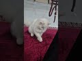 say mashallah ♥️ 🐱 #cat #catvideos #catlove #kitten #mashallah #alhamdulillah
