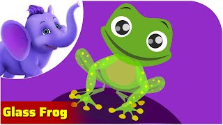 Glass Frog / Weird Animal Songs / Appu Series