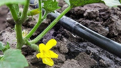 Lesson no 12 Food for all Std 5 EVS1 Part 2