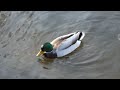 Sony SLT-A77  + Sony CZ 1680 - Ente / Duck