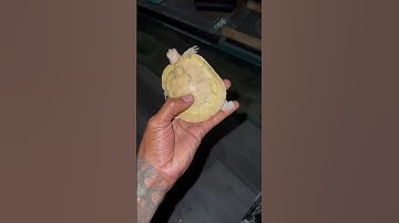 Albino red eared slider! #2022 #2023 #shorts
