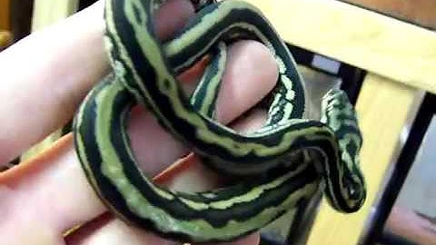 stripped coastal carpet python