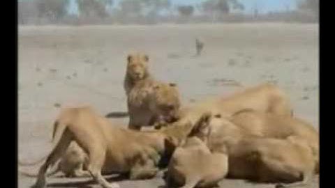 Lion Attack to Impala (Safari Videos)