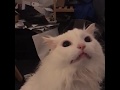 White Cat Meowing meme (Full video)