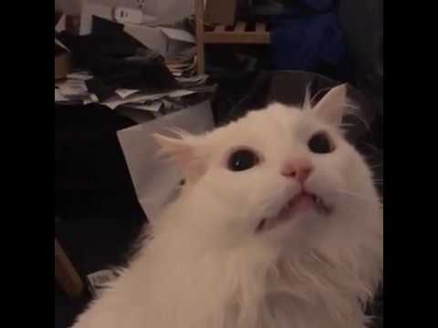 white-cat-meowing-meme-(full-video)