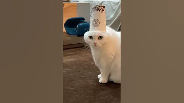 اه ليلي ليس اه ليلي اه ليلاس 