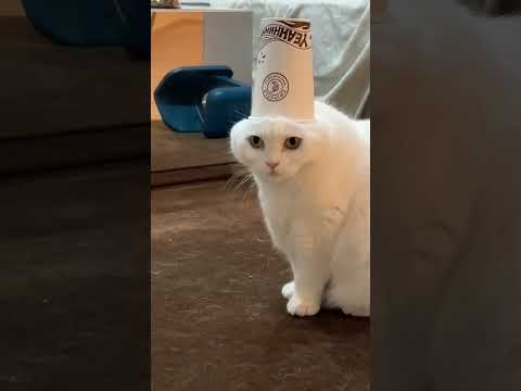 اه ليلي ليس اه ليلي اه ليلاس