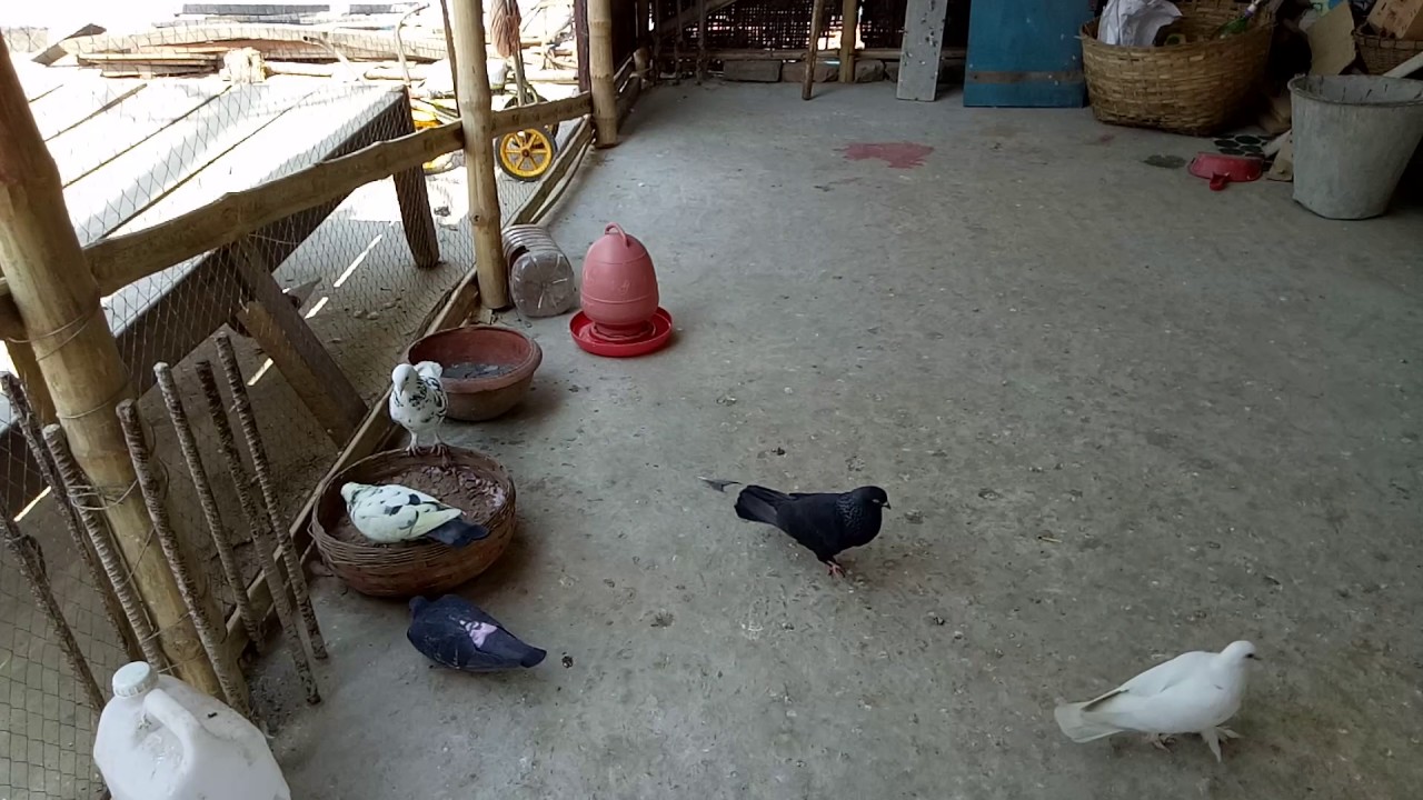 Black Roller Pigeon performance