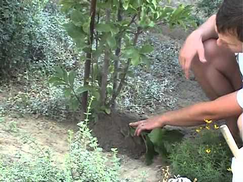 Video: Магнолия чоң гүлдүү (24 сүрөт): Grandiflora сүрөттөмөсү, үйдө өстүрүү, отургузуу жана багуу, көбөйтүү