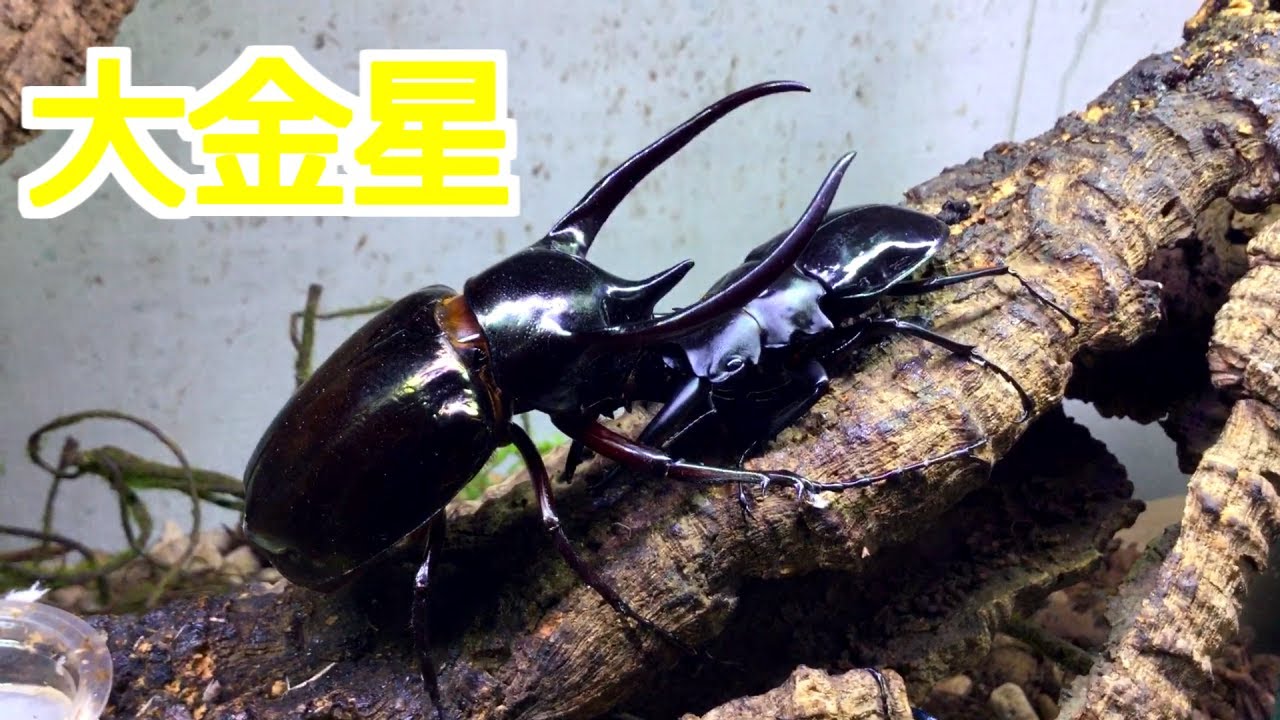 コーカサスオオカブト　ウェイト コーカサスオオカブト ウェイト - メルカリ