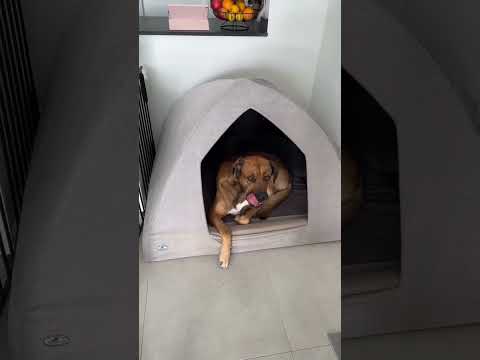 Video: Wie man ein gutes Hundebett wählt