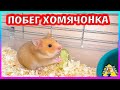 ОСТАЛОСЬ 9 ХОМЯЧАТ!! / КУДА ПРОПАЛ ХОМЯЧОНОК? / Алиса Изи Петс / Alisa Easy Pets