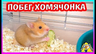 ОСТАЛОСЬ 9 ХОМЯЧАТ!! / КУДА ПРОПАЛ ХОМЯЧОНОК? / Алиса Изи Петс / Alisa Easy Pets