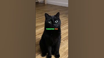 The People Who Harm Black Cats 🐈‍⬛…  Ep 21 🎃 #halloween #shorts #shortsvideo #facts #shortsfeed