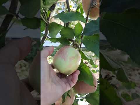 Video: Fructificación De Los Manzanos: ¿en Qué Año Después De La Plantación Comienza A Dar Fruto El Manzano? ¿Cuántas Veces En Su Vida Da Frutos? ¿Qué Hacer Para Fructificar Todos Los Año