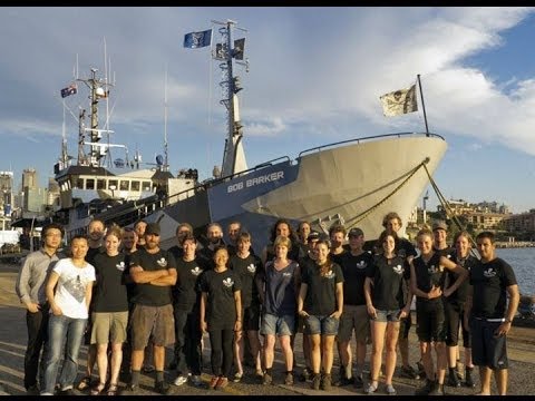 My Work With Sea Shepherd Conservation Society